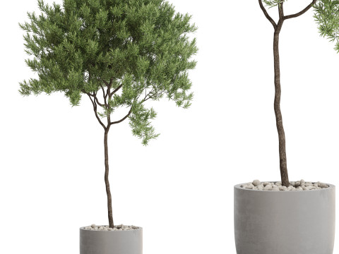 Plants collection 671 3Dモデル