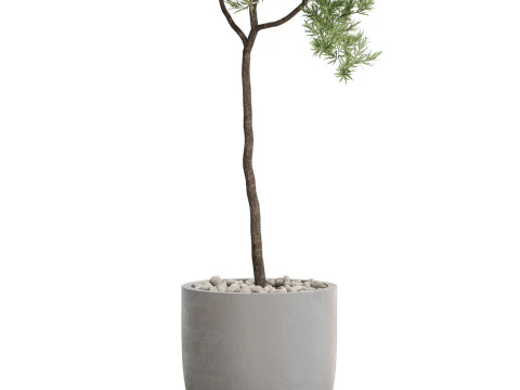 Plantencollectie 671 3D Model