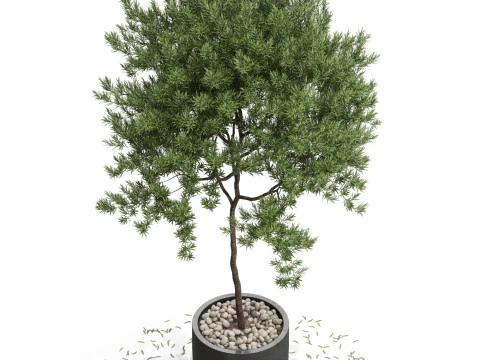 Plantencollectie 671 3D Model