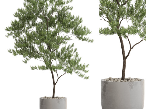 Plants collection 672 3D मॉडल