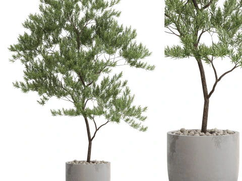 Plantencollectie 672 3D Model