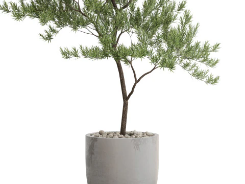 Bitki koleksiyonu 672 3D Model