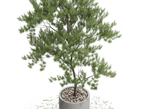 Bitki koleksiyonu 672 3D Model