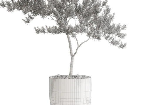 Bitki koleksiyonu 672 3D Model