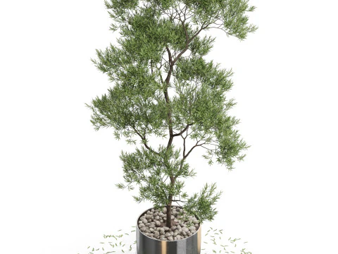 Bitki koleksiyonu 673 3D Model