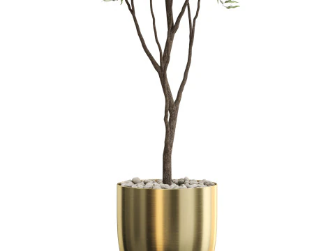 Plants collection 674 3D Model