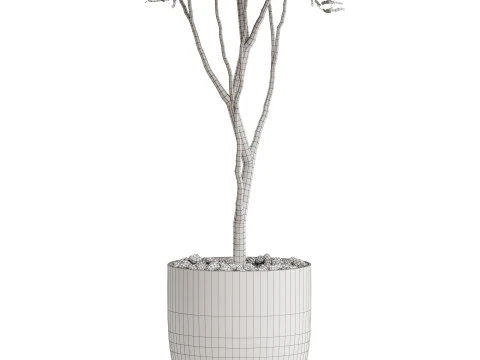 Plants collection 674 3D Model