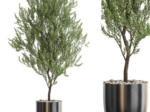Plants collection 675 3D Model