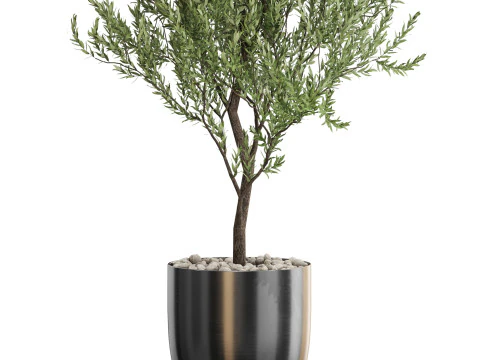 Plants collection 675 3D Model