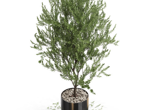 Plants collection 675 3D Модель