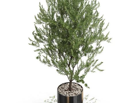Plants collection 675 3D Model