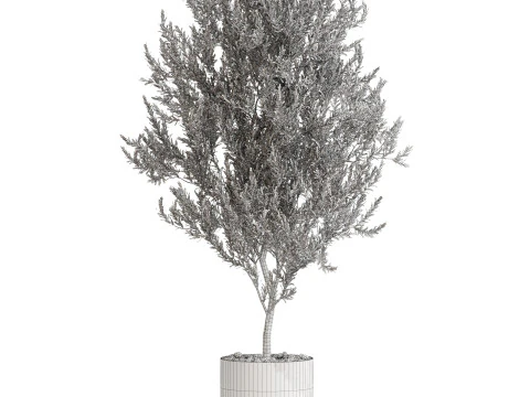 Plants collection 675 3D Model