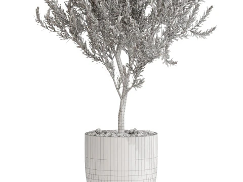 Plants collection 675 3D Model
