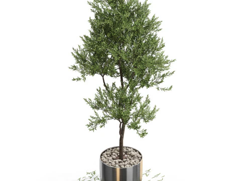 Plants collection 676 3D Model