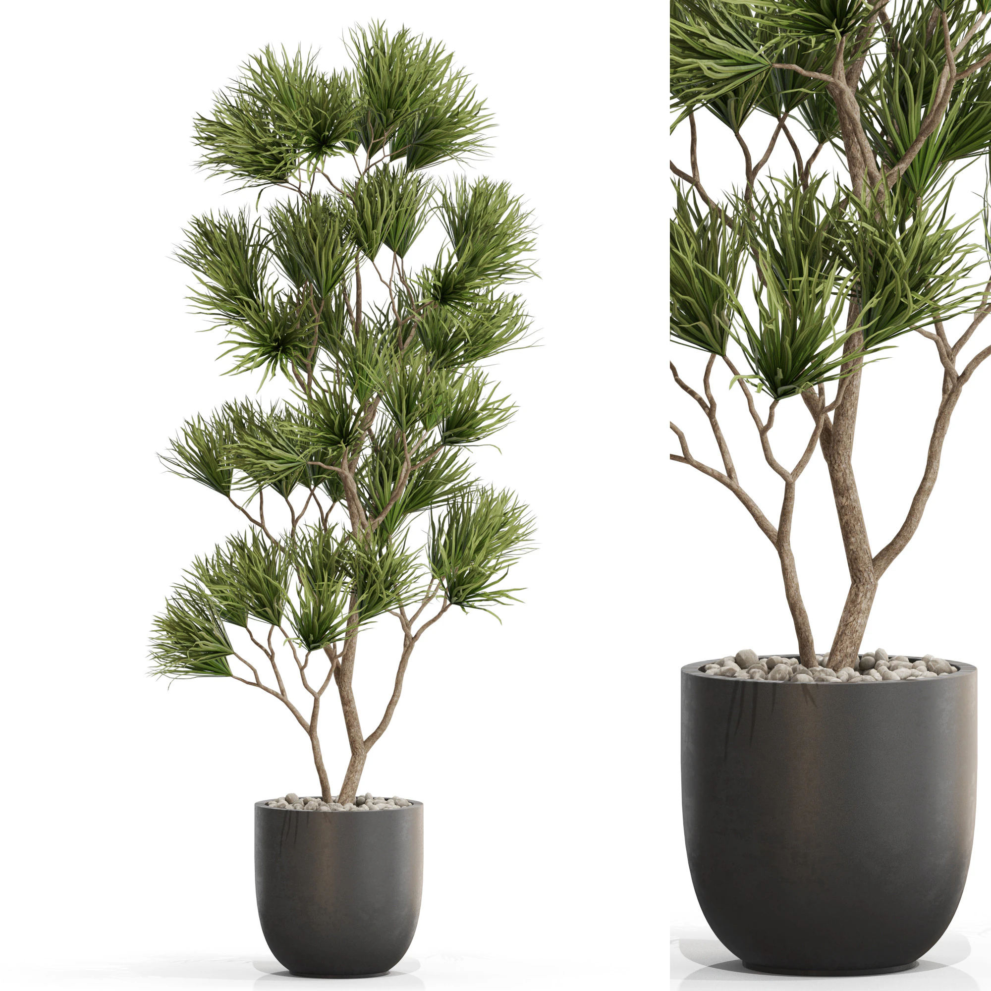 Plants collection 677 3D Model .c4d .max .obj .3ds .fbx .stl .blend 