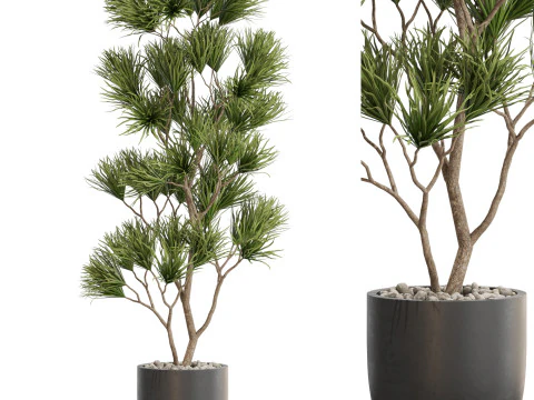 Коллекция растений 677 3D Модель