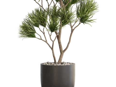 Plants collection 677 Modello 3D