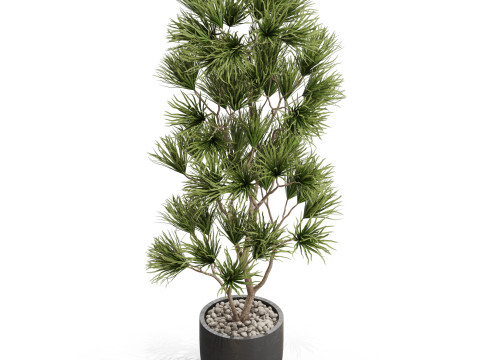 Plants collection 677 Modello 3D