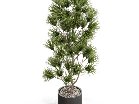 Plants collection 677 3D Model