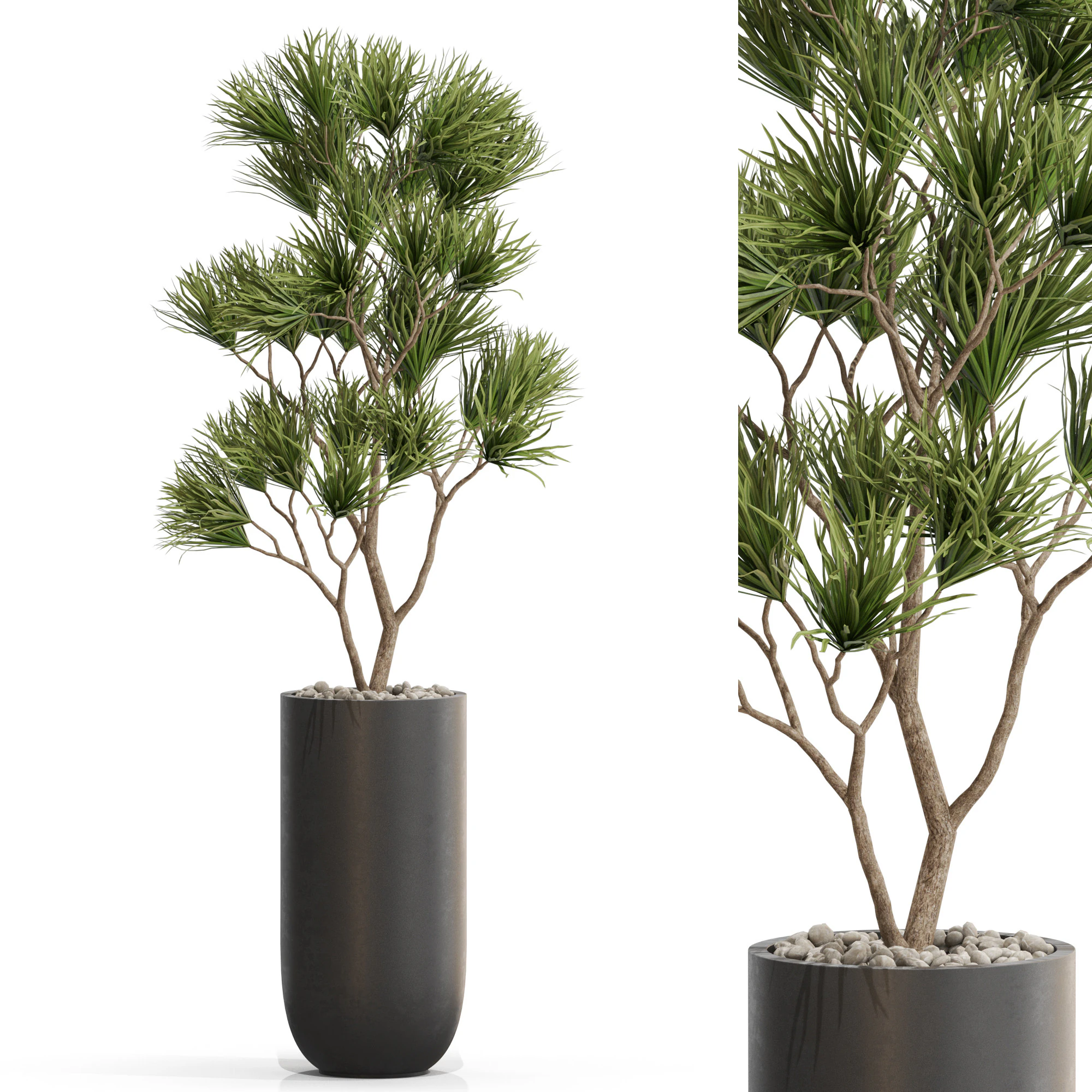 Collezione piante 678 Modello 3D .c4d .max .obj .3ds .fbx .stl .blend 