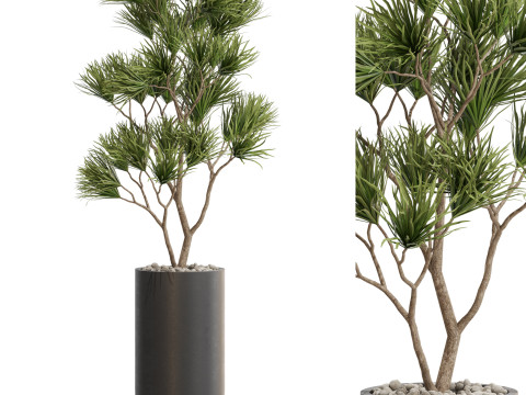 Plants collection 678 3Dモデル