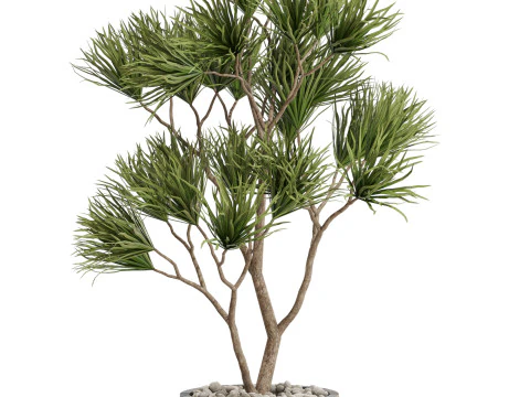 Collezione piante 678 Modello 3D