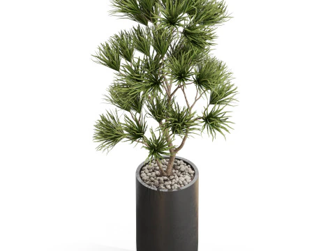 Collezione piante 678 Modello 3D