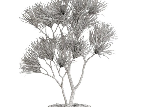 Collezione piante 678 Modello 3D