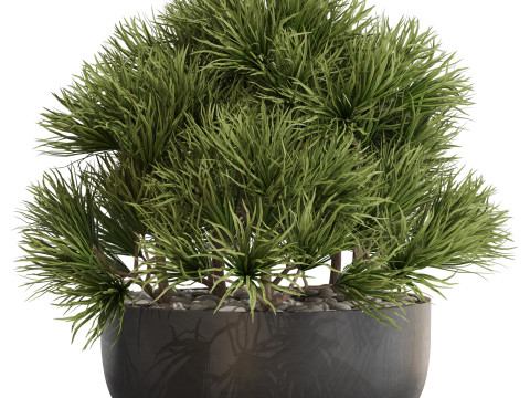 Plants collection 679 3D Модель