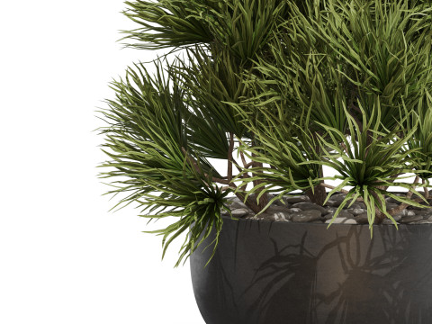 Plants collection 679 3D 模型