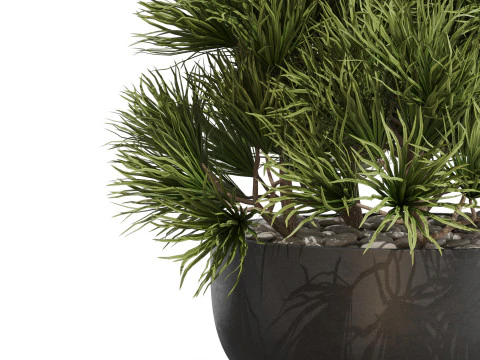 Plants collection 679 3D Model