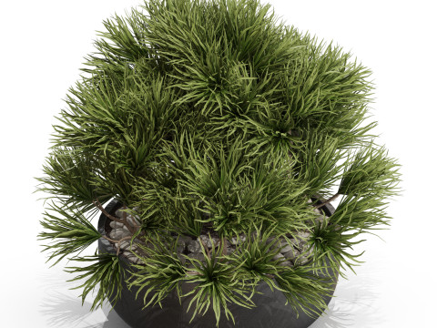 Plants collection 679 3D 模型