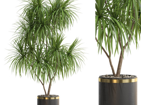 Plants collection 680 3D Model