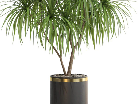 Plants collection 680 3D Model
