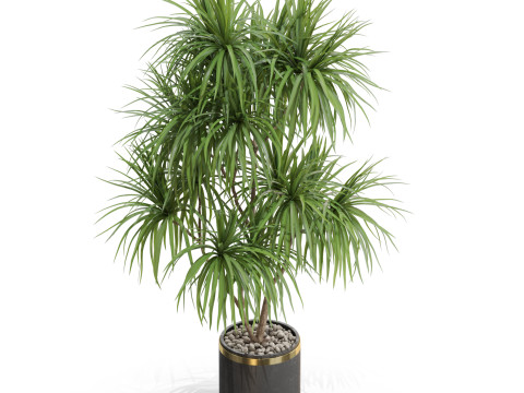 Plants collection 680 3Dモデル