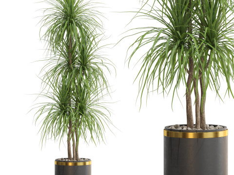 Plants collection 681 3D मॉडल