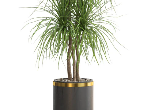 Plants collection 681 3D Model