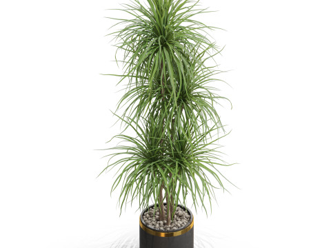 Plants collection 681 Modelo 3D