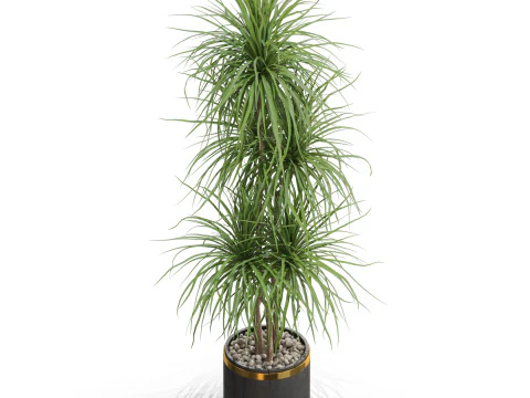 Plants collection 681 3D Model