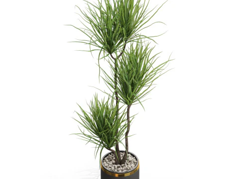 Plants collection 682 3D Model
