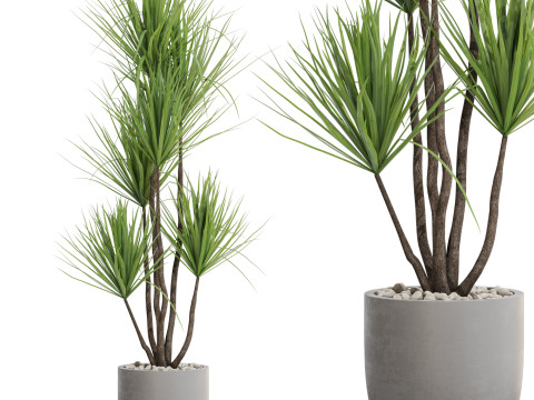 Plants collection 683 3D मॉडल