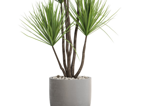 Plants collection 683 3D मॉडल