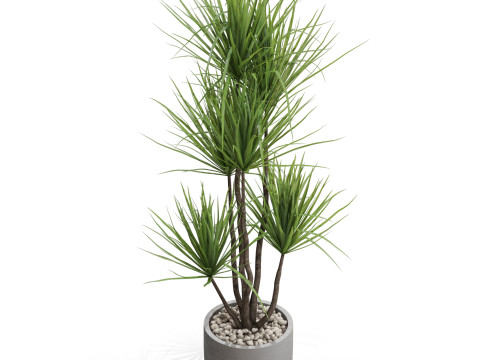 Plants collection 683 3D मॉडल