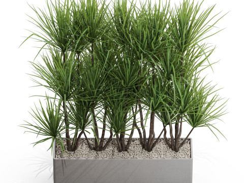 Plants collection 684 3D Model