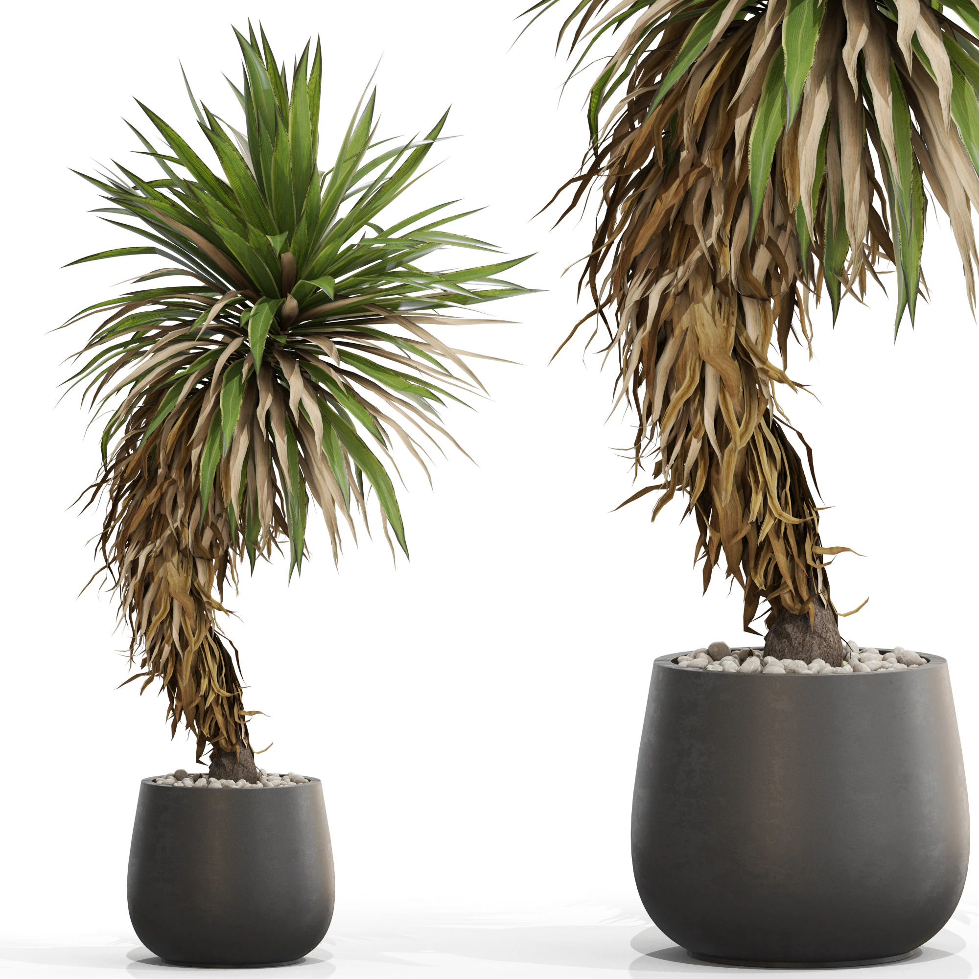 Plants collection 686 3D Model .c4d .max .obj .3ds .fbx .stl .blend 