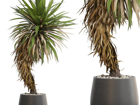 Plantencollectie 686 3D Model