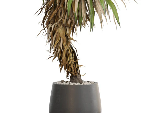 Plants collection 686 3D Model