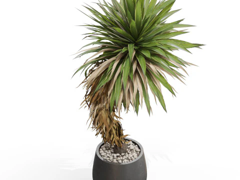 Plants collection 686 3D Model