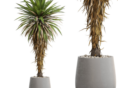 Plants collection 687 3D 모델