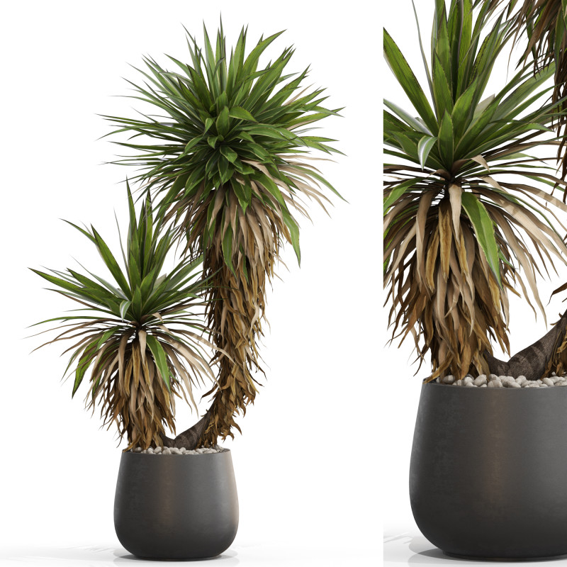Plants collection 688 3D Model .c4d .max .obj .3ds .fbx .stl .blend